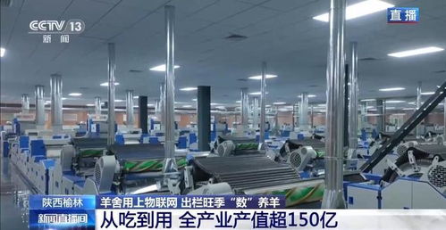 物聯網與人工智能賦能智慧羊舍 技術革新驅動養(yǎng)羊業(yè)出欄旺季高效增長